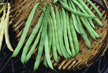 Bush Beans